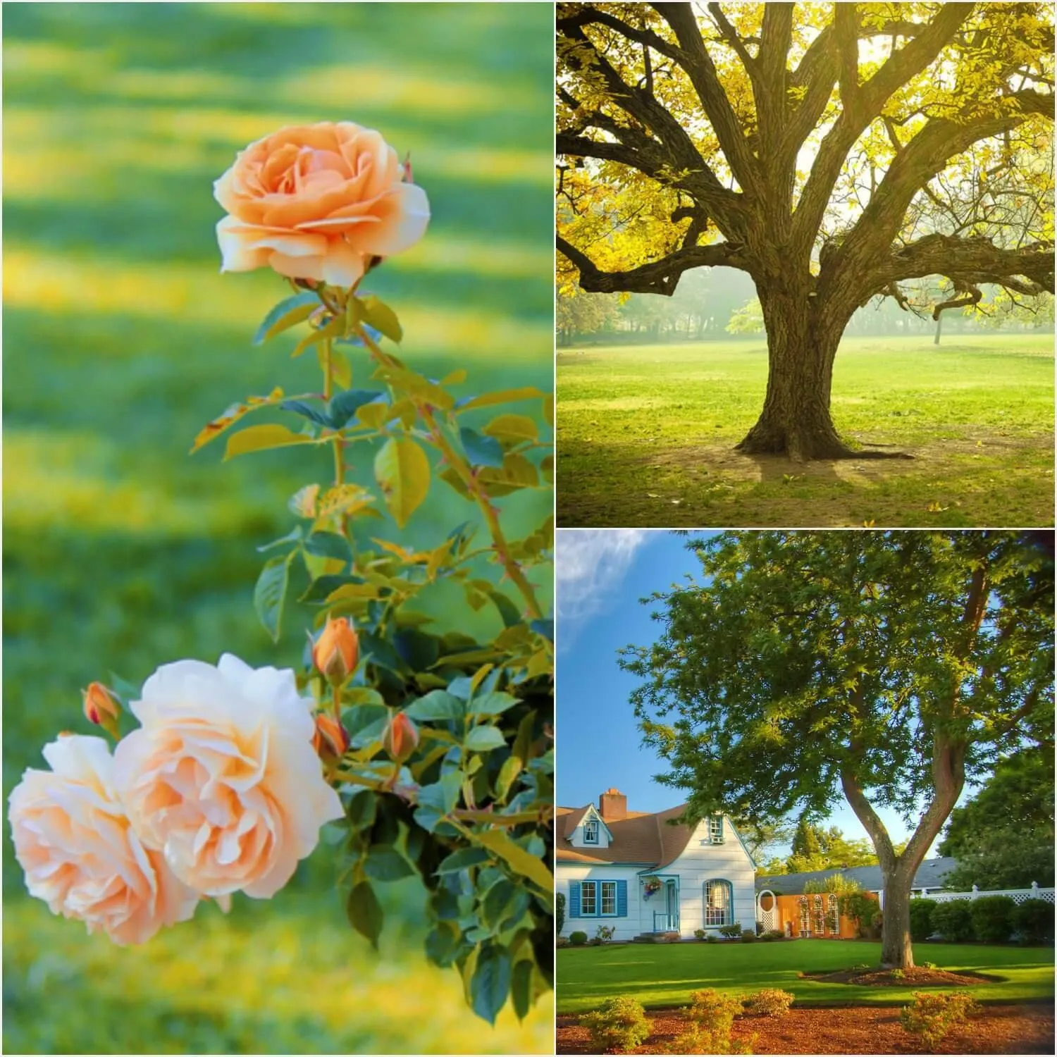 Living Urn BioUrn® - System Only (use with your own tree, plant or flowers)