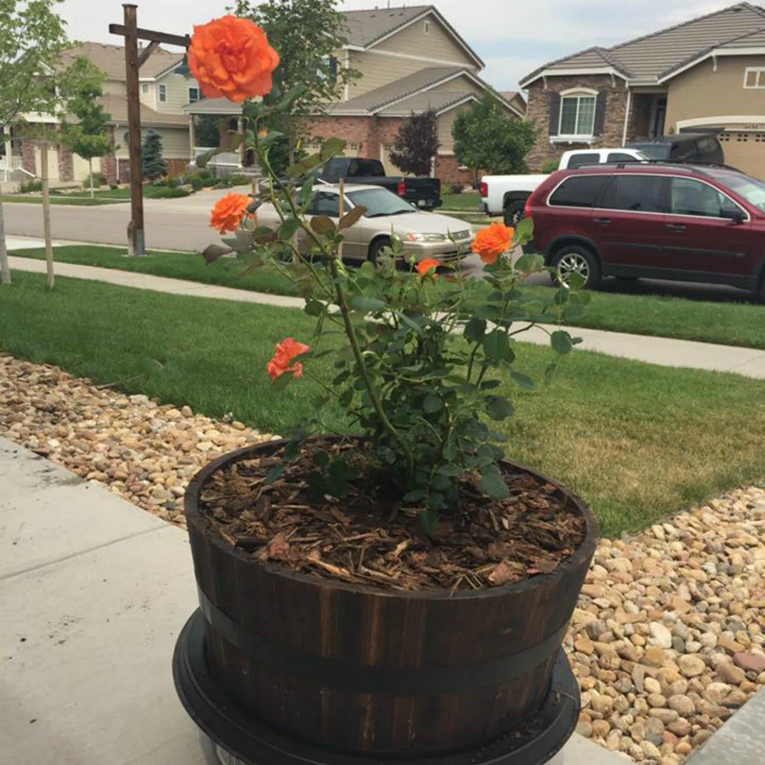 Living Urn BioUrn® - System Only (use with your own tree, plant or flowers)