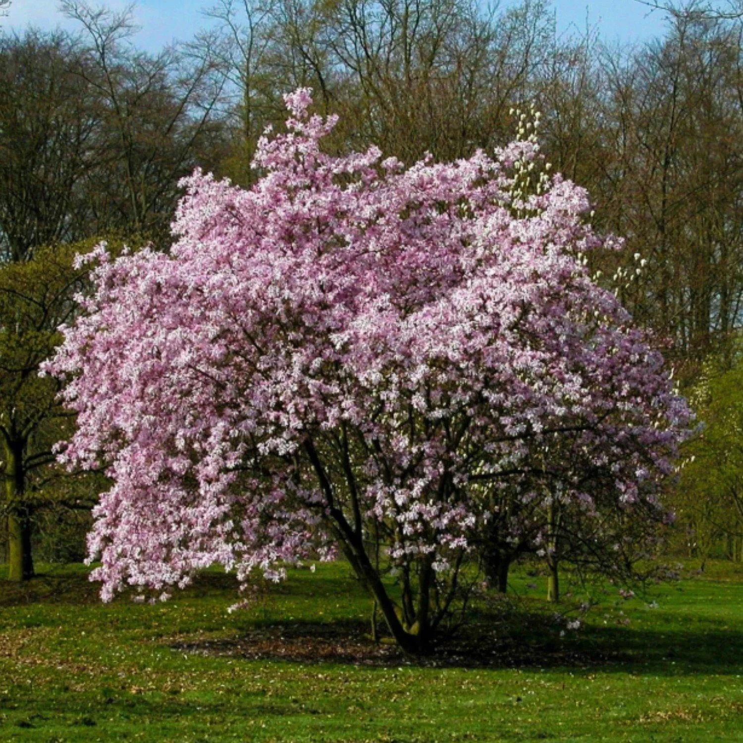 The Living Urn for Pets with a Tree Voucher