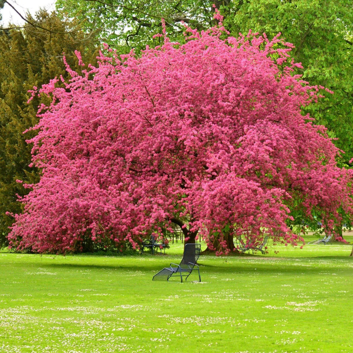 The Living Urn for Pets with a Tree Voucher