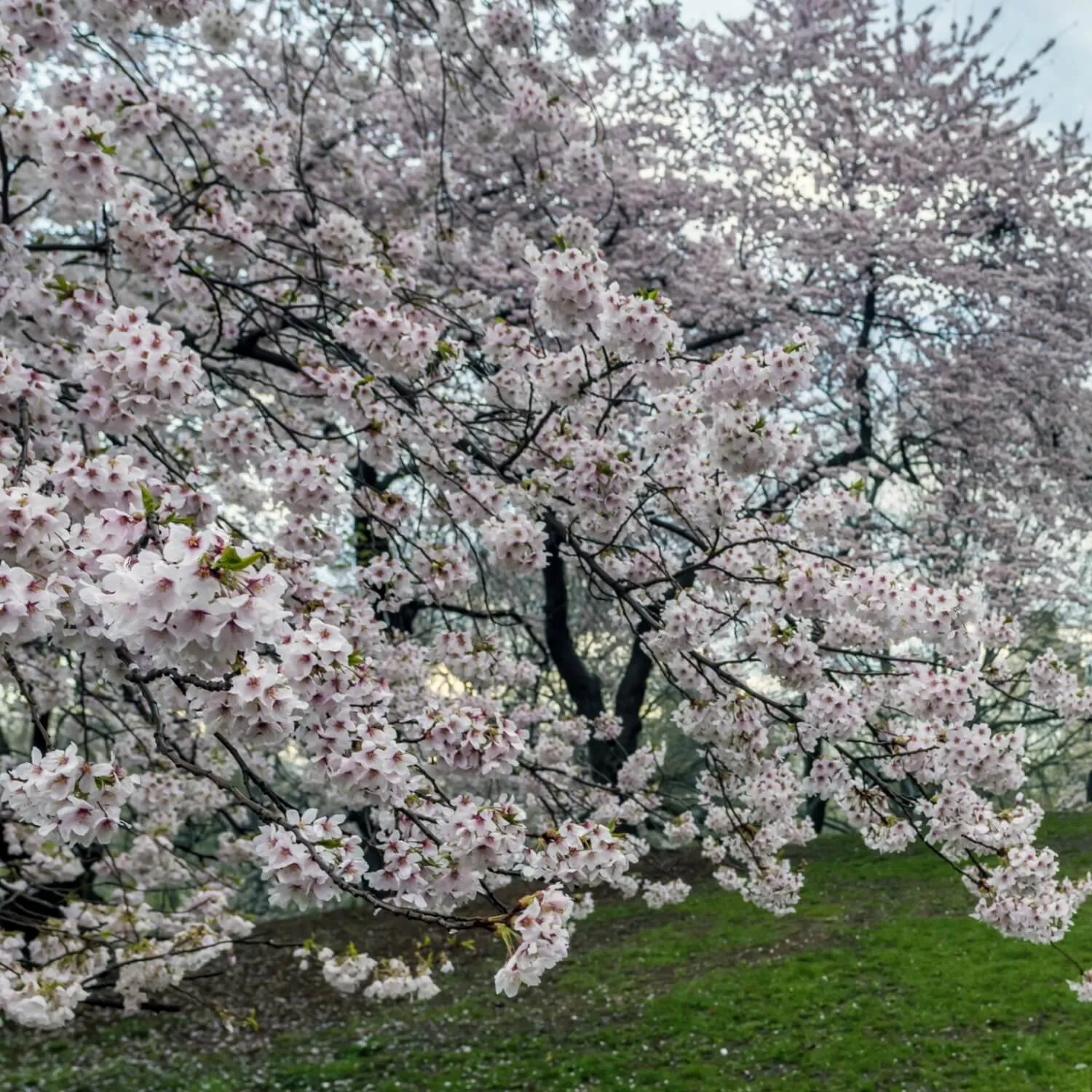 Yoshino Flowering Cherry