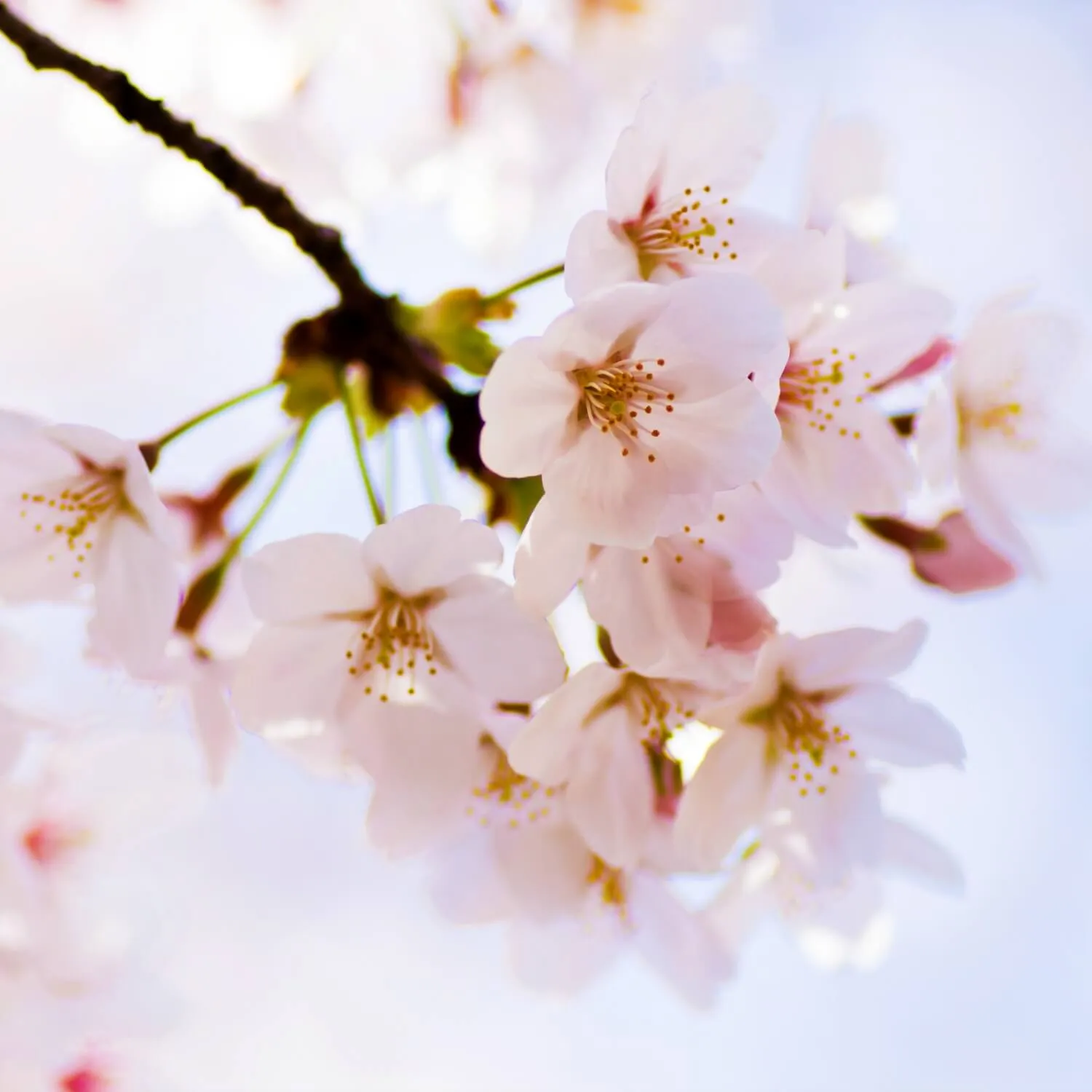 Yoshino Flowering Cherry